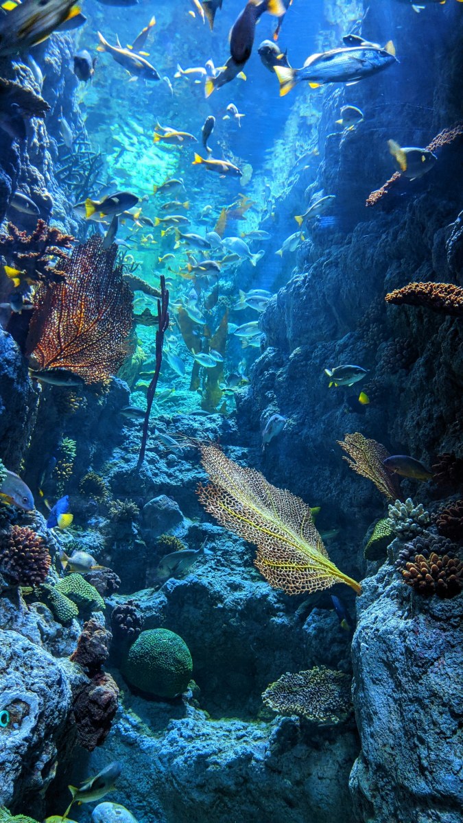 Acuario de Sídney
